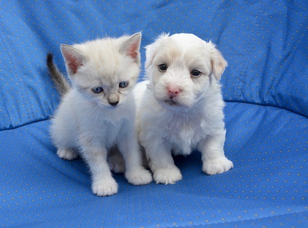 Comment protéger votre jardin des chiens et des chats ?
