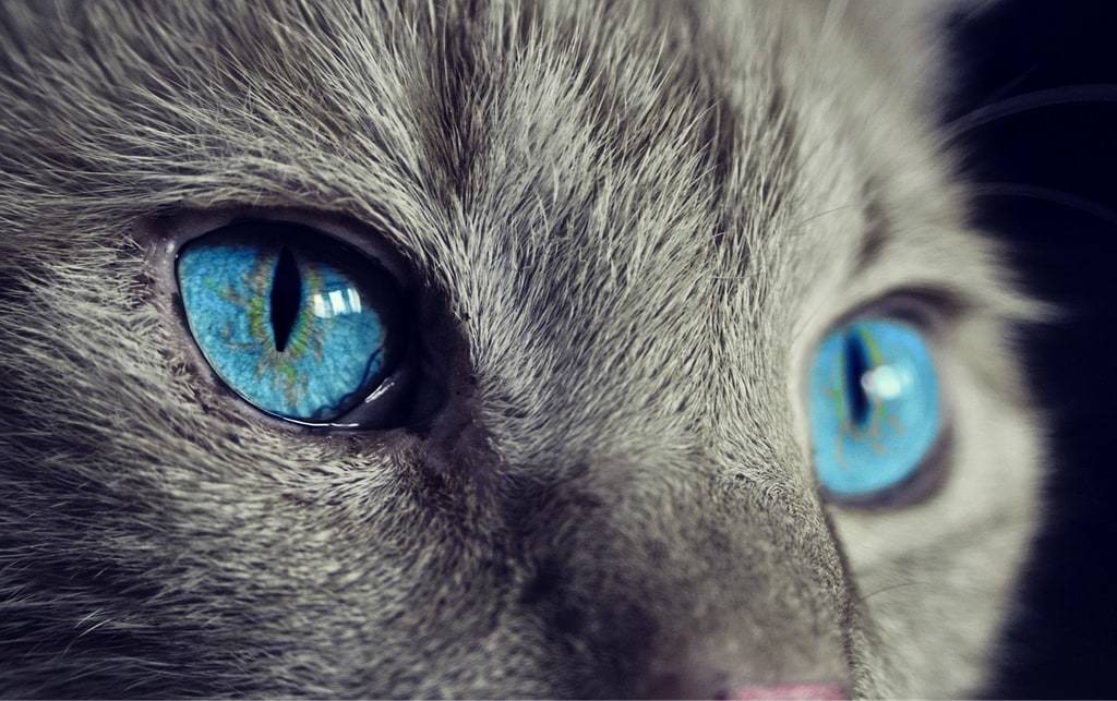 Pourquoi opter pour un comprimé lors d'une infestation de puces chez le chat ?